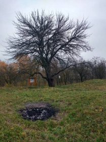 Fotogalerie • Planá hrušeň na hradisku (Významný strom) • Mapy.cz