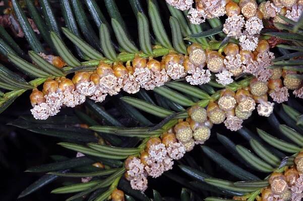 Obrázek - Taxus baccata (tis červený) | BioLib.cz