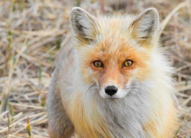 Kamarádské lišky jako z Malého prince existují – ZOO Magazín