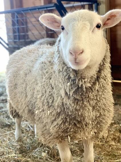 Meet the Sheep | Woodstock Farm Sanctuary