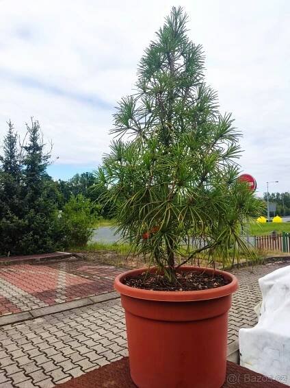 Pajehličník přeslenitý 125 cm - Karviná