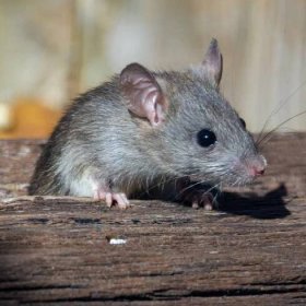Jak chytit a vyhubit myš v domě?