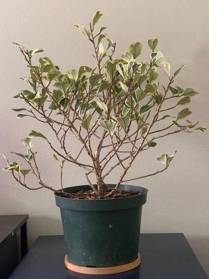 Variegated Ficus Triangularis Plant