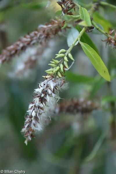 fotografie Salix alba (vrba bílá)