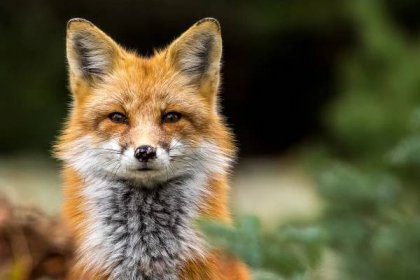 červená liška - vulpes vulpes - liška obecná liška - stock snímky, obrázky a fotky
