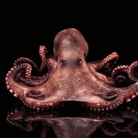 Female Octopuses Throw Debris at Unwanted Mates Who Pester Them, Study Shows