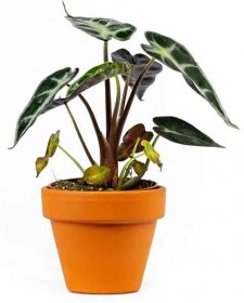 Gardners Pokojová rostlina Alocasia amazonica Polly, průměr 6 cm