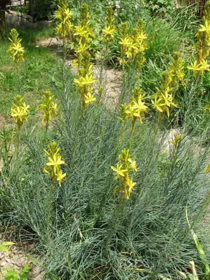 Asfodelína žlutá (Asphodeline lutea)