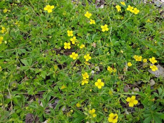 fingerwort, potentilla reptans - mochna plazivá - stock snímky, obrázky a fotky