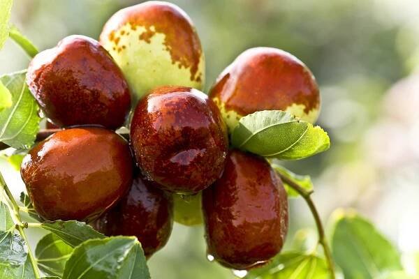 jujube-931587_960_720