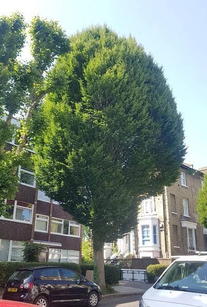 Carpinus betulus 'Fastigiata'