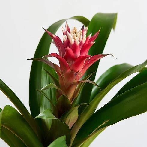 Orchideje a bromélie - Skvosty tropického světa