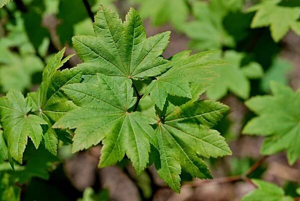Javor okrouhlolistý (Acer circinatum)