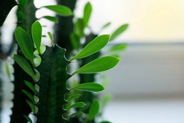 Euphorbia trigona, African milk tree or cathedral cactus is perennial succulent plant