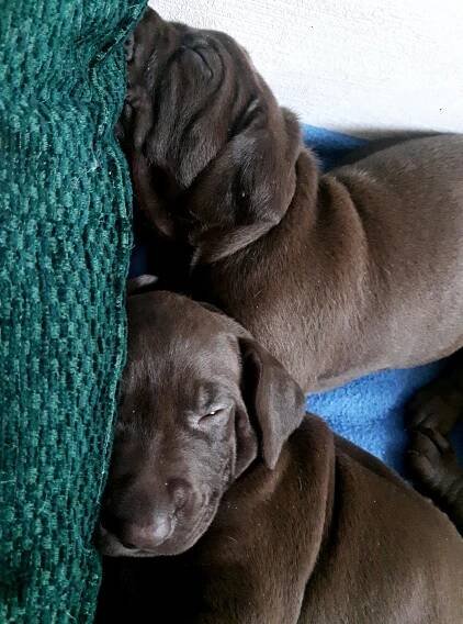 VRHY / LITTER – KASTA – BOHEMIA