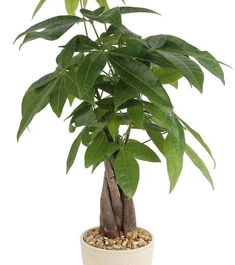 A green money tree plant has green leaves in a neutral pot. 