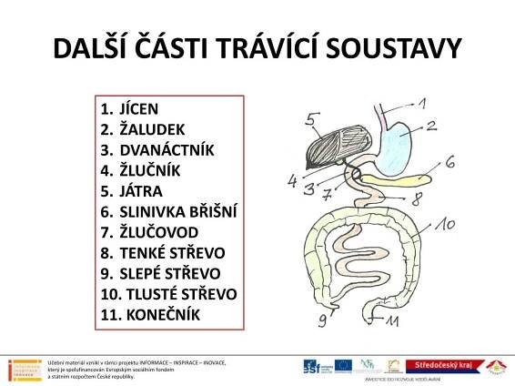 PPT - TRÁVÍCÍ SOUSTAVA ČLOVĚKA PowerPoint Presentation, free download - ID:4173907