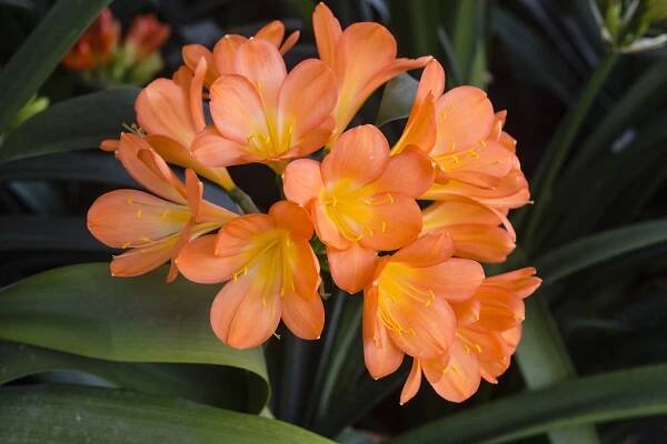 Colorado Clivia plant number 2122C.  Clivia miniata, Floradale Apricot x Umtamvuma 32C.