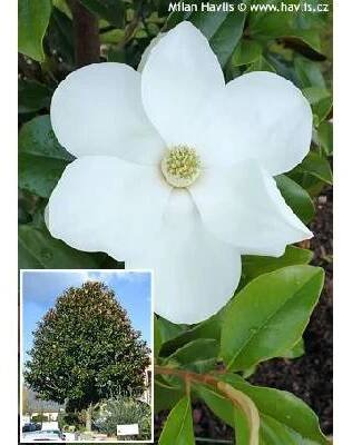 magnólie velkokvětá - STROM 'GOLIATH' (Magnolia grandiflora )