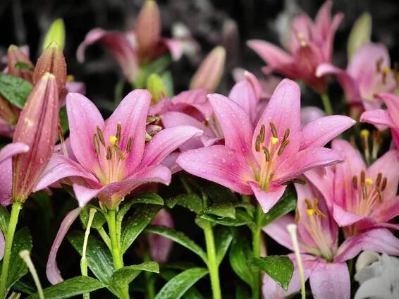 A cluster of pink lilies, some fully bloomed and others still in bud form, with visible water droplets on the petals and leaves. The lilies are captured up close, emphasizing their delicate structure and vibrant pink hue. An early morning scene from the Government Botanical Garden, Ooty, Tamil Nadu.