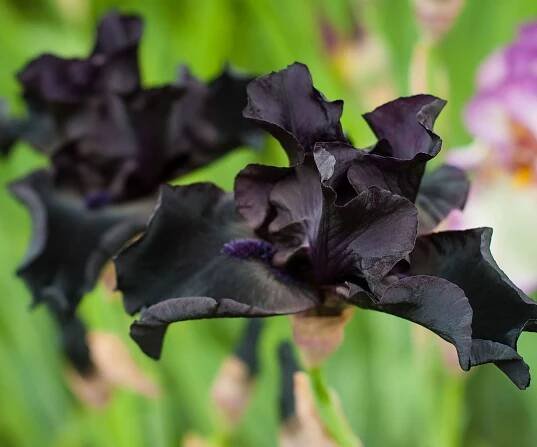 iris Dark Vader in full bloom