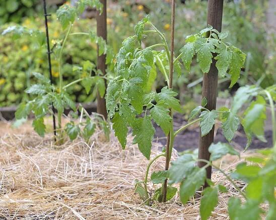 Mulching tomato plants with straw