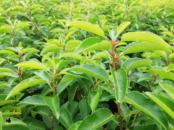 Bobkovišeň portugalská 'Angustifolia'