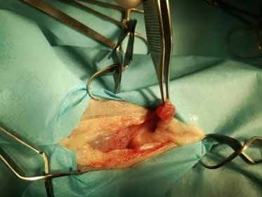 zbytková ovariální tkáň při probatorní laparotomii u kočky, která mrouskala 3 měsíce po kastraci