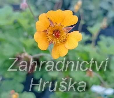 Geum heldreichii Georgensberg