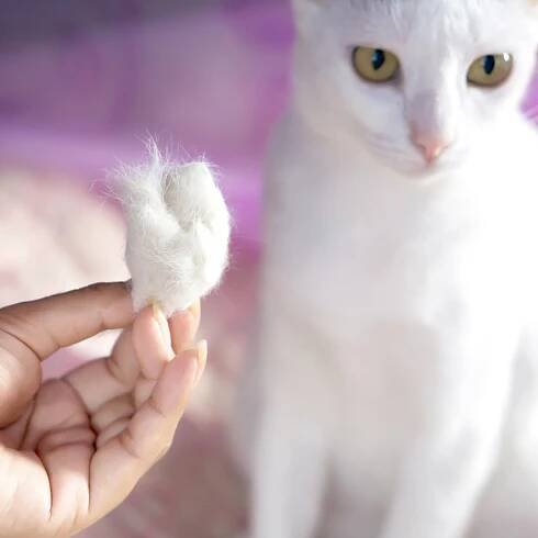 Línání koček: co je normální a co ne? - Feline Medical Clinic