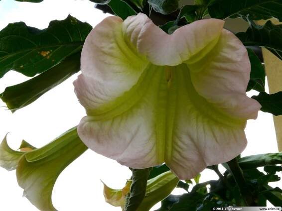 Brugmansia brugmansie Elisia Methysticodendron Pseudodatura
