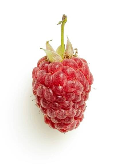 red raspberry on white background