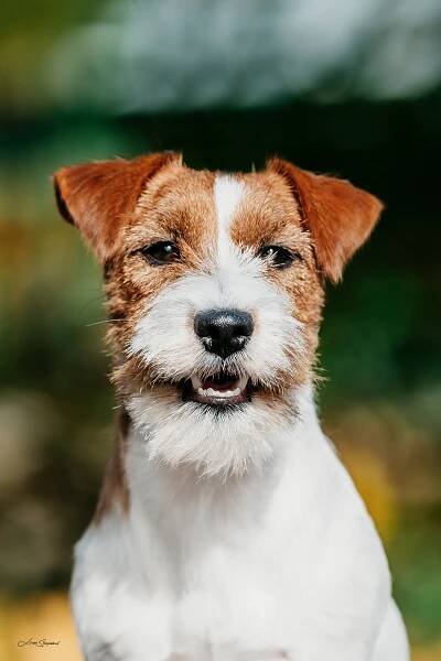 Fata Morgana od Hadího potoka – Jack Russell teriér od Hadího potoka