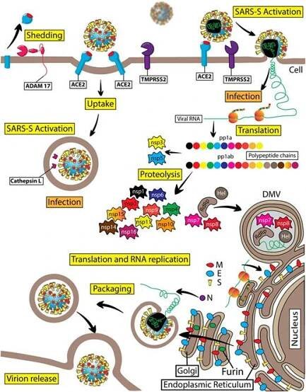 Figure 4. Diagram of the SARS-CoV-2 virus life cycle. SARS-CoV-2 is a member of the Coronaviridae subfamily and belongs to the genus of β-coronaviruses. This is a positive-sense single-stranded RNA virus. SARS-CoV-2 viral RNA serves to code the viral genome and as mRNA for direct protein translation by the host cell ribosomes. Indeed, viral RNA contains a poly-A tail at the 3′ end and a typical mRNA cap structure at the 5′ end. SARS-CoV-2 viral RNA is nonsegmented. Viral RNA genome translation starts with the production of two replicase polyproteins, pp1a and pp1ab, which consist of 11 or 16 covalently linked nonstructural proteins (nsp), respectively. These two large polyproteins are subject to proteolytic cleavage by proteases resulting in the formation of individual nsp1–nsp16. Viral nsp3 functions as a papain-like protease and is important for cleaving the interdomain junctions between nsp1 and nsp4, whereas nsp5 is a chymotrypsin-like protease, which is also named “main protease” because it is responsible for cleaving interdomain junctions between nsp4 and nsp16. Nsp6 can induce small-diameter autophagosome formation in infected cells. Nsp12 (RdRp) is an RNA-dependent RNA polymerase, which is critical for a large-scale replication of viral RNA. Nsp12 requires several cofactors, such as nsp7 and nsp8. The RNA helicase nsp13 (Hel) is important for replication. Nsp14 is a viral N7-methyltransferase ensuring the fidelity of replication. The viral RNA also encodes four structural proteins: the spike protein (S), envelop protein (E), membrane protein (M), and nucleocapsid protein (N). In SARS-CoV-2 virions, viral RNA is enveloped with a membrane that is stabilized by the imbedded structural proteins, including S, E, M, and N proteins. The S or spike protein is a homotrimer that gives the viral particles a characteristic appearance of spiky corona. The S protein is critical for the viral entry into the host cells. The S1 subunit of the SARS-CoV-2 spike protein utilizes the hACE2 protein as its cellular receptor. The TMPRSS2 protein is the key endopeptidase that is important for priming the spike protein of SARS-CoV-2, allowing viral entry into host cells. Cathepsin B/L is an endosomal protease that can substitute TMPRSS2 activity during spike protein priming before viral RNA gains access into the cellular cytosolic compartments. SARS-CoV-2 replication takes place in double membrane vesicles (DMV) that are associated with the specific areas of the rough endoplasmic reticulum or other intracellular membranes, including autophagosomal membranes. The M, E, and N structural proteins together with the S protein are important for formation and stabilization of the SARS-CoV-2 viral particles. Viral structural protein modification takes place in the Golgi compartment before viral particles are ready for budding. Furin is a Ca2+-dependent endopeptidase enriched in the Golgi compartments that precleaves the spike protein at a specific cleavage site in the Golgi compartments, with S1 and S2 subunits remaining noncovalently bound in budding virions. ADAM17 proteolytic activity generates soluble hACE2.