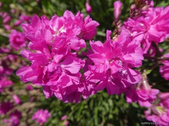 Smolnička obecná Plena - květ (Lychnis viscaria)
