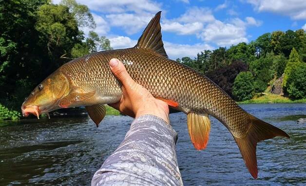 lov parem | MV Fishing.cz