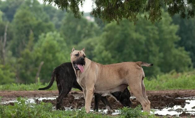 Rino and Ivy – around the farm – Rey Gladiador – Presa Canario breeders in USA Kentucky | Presa Canario Puppies