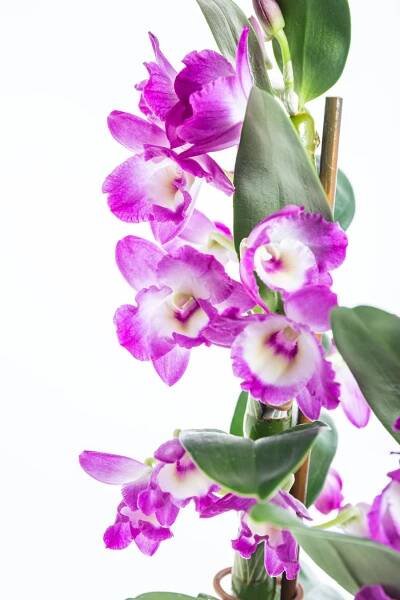 Orchidej, Dendrobium nobile, bílo - tmavě růžová, na prodej | ZAZUMi.cz