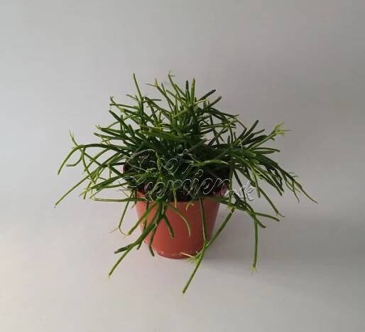 Rhipsalis cassutha menší