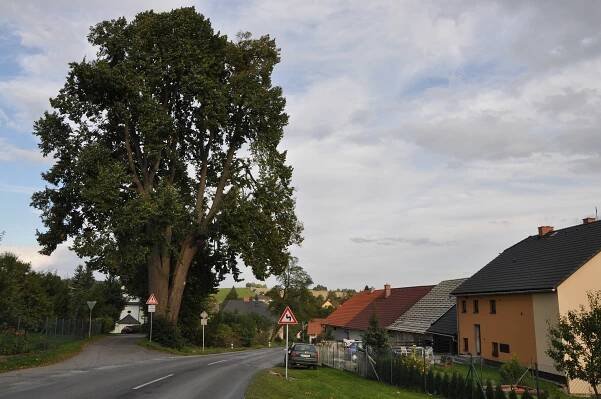 památná lípa v Olešné