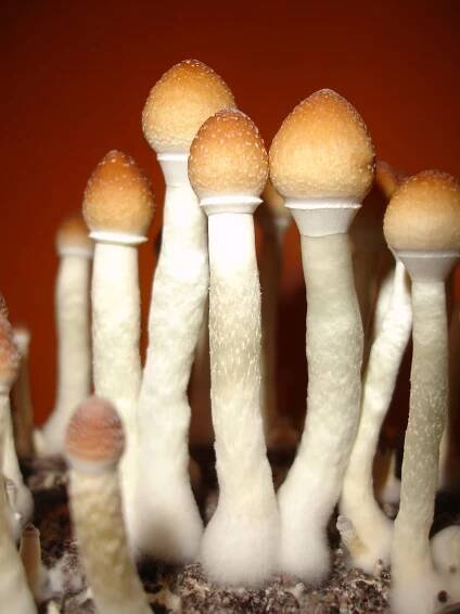 Psilocybe cunensis - lysohlávka kubánská