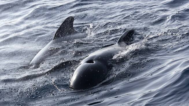 Pilot whale guide: where they live, what they eat, how intelligent they are - and why they are called pilot whales