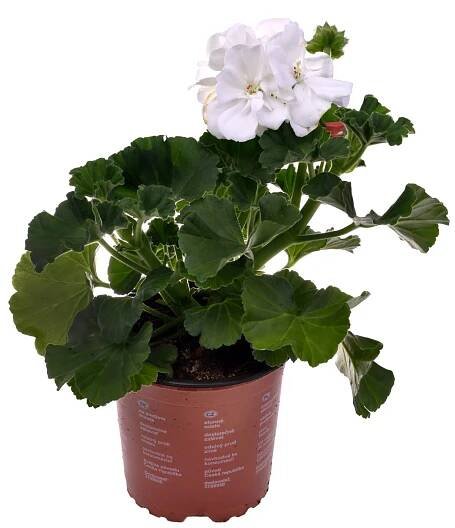 Muškát vzpřímený - Pelargonie páskatá (Pelargonium zonale) cca 11 cm