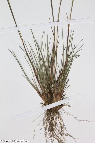 fotografický klíč k určování cévnatých rostlin :: BOTANICKÁ FOTOGALERIE
