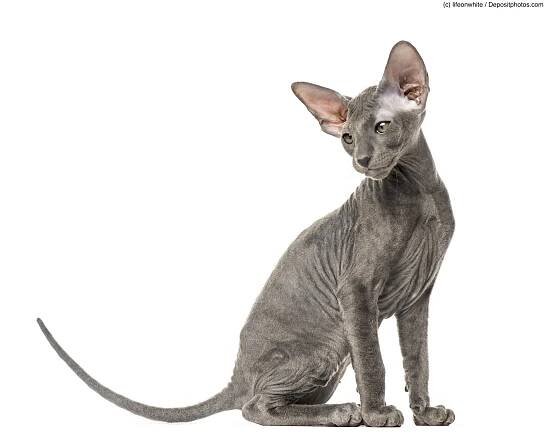 Junge Peterbald Katze sitzt. isoliert auf weiß