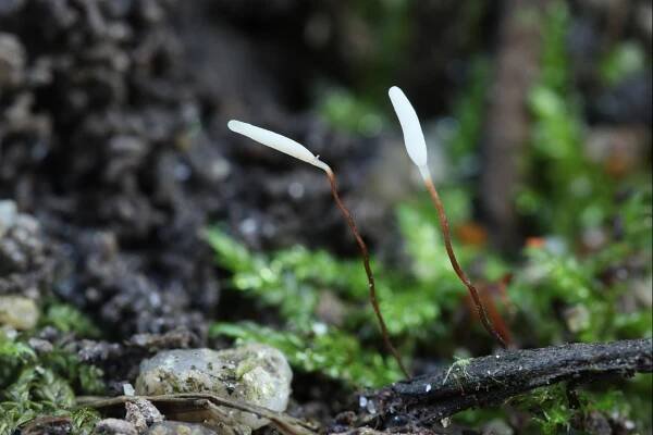 Typhula erythropus - paluška červenonohá