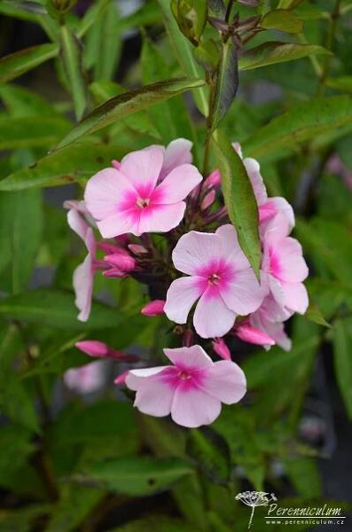 Phlox paniculata 'Bright Eyes' | Perenniculum
