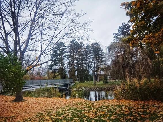 Hradec Králové sází nové stromy, bude jich kolem pěti set