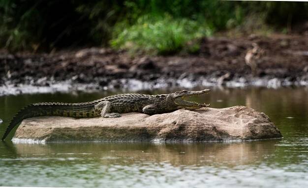 Béžová Fotografie Krokodýla V řece · Základová fotografie zdarma