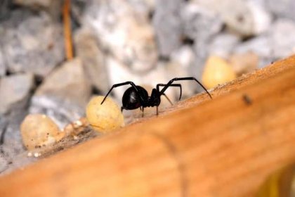 Ženské černé vdovy pavouk — Stock obrázek